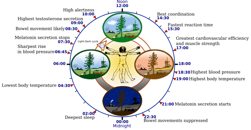 Circadian Chart