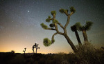 Joshua Tree 